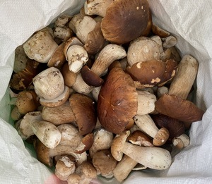 Steinpilze; Foto Reto 4.10.23