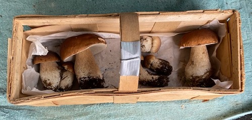 Steinpilze Thomas 6.8.23 Steinpilze Thomas 6.8.23