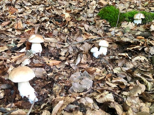 Steinpilze Wald Thomas 12.10.22 Steinpilze Wald Thomas 12.10.22