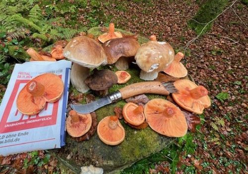 Steinpilze mit Tagesdatum der BILD; Foto Heiko 8.11.24 Steinpilze mit Tagesdatum der BILD; Foto Heiko 8.11.24