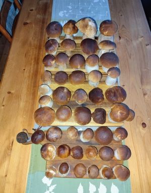 Michaels Steinpilzanteil; Foto Michael 30.10.25 Michaels Steinpilzanteil; Foto Michael 30.10.25