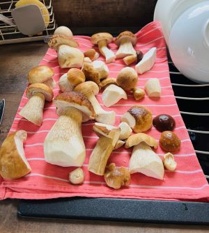 Ausgebreitete Steinpilze; Foto Julius 26.9.25 Ausgebreitete Steinpilze; Foto Julius 26.9.25