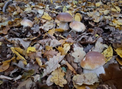 Herrliche Steinpilze im Eichen- und Buchenlaub; Foto Onno 16.10.25 Herrliche Steinpilze im Eichen- und Buchenlaub; Foto Onno 16.10.25