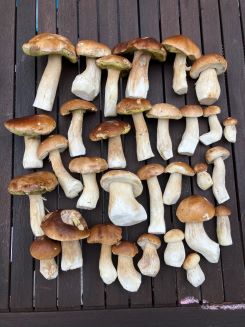 Üppige Steinpilzernte von Andreas & Familie; Foto Andreas 20.10.24 Üppige Steinpilzernte von Andreas & Familie; Foto Andreas 20.10.24