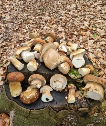 Sommersteinpilze auf einem Baumstumpf (Foto © Daniel) 3.7.23 Pilz-Ticker-Niedersachen Sommersteinpilze auf einem Baumstumpf (Foto © Daniel) 3.7.23 Pilz-Ticker-Niedersachen