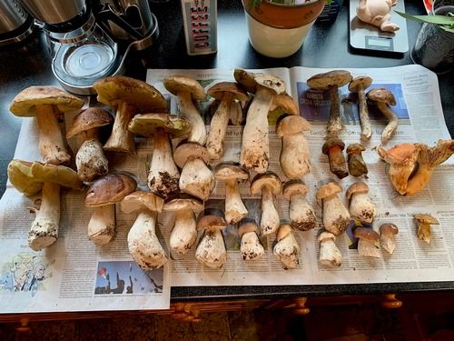 Fund mit vielen Steinpilzlen; Foto Kurt 2.9.26 Fund mit vielen Steinpilzlen; Foto Kurt 2.9.26