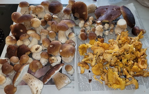 Fund von Onno am 5.8.2023 Fund von Onno am 5.8.2023