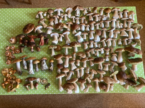 Famoser Steinpilzfund von Andreas im nördlichsten Landkreis Bayern; Foto © Andreas 13.8.2023 Famoser Steinpilzfund von Andreas im nördlichsten Landkreis Bayern; Foto © Andreas 13.8.2023