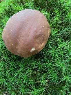 Steinpilz, Foto Tobias 19.10.25 Steinpilz, Foto Tobias 19.10.25