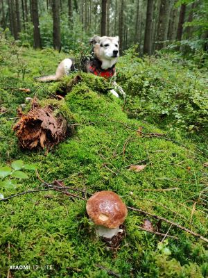 Kassie mit Steinpilz; Foto Jürgen 27.9.25