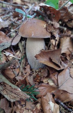 Steinpilz im Laub; Foto Martin 18.9.26