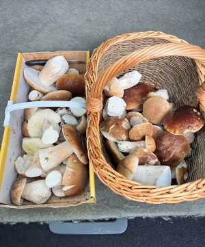 2 Körbe mit Steinpilzen; Foto Michael 5.9.26 2 Körbe mit Steinpilzen; Foto Michael 5.9.26