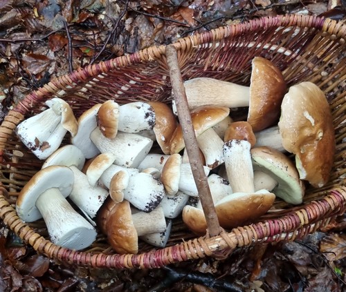 Steinpilzkorb Daniel 28.9.22 Steinpilzkorb Daniel 28.9.22