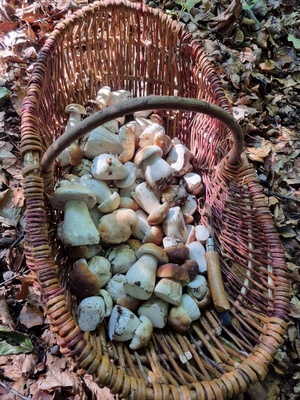 Steinpilzkorb Daniel 30.9.22 Steinpilzkorb Daniel 30.9.22