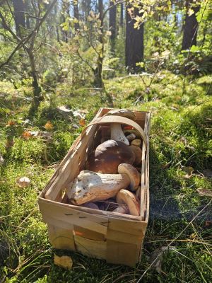 Steinpilzkorb im Herbst; Foto Frank 27.9.25