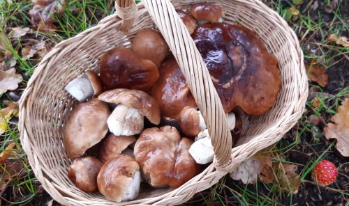 Steinpilzkorb neben Fliegenpilz; Foto Helga 19.10.24
