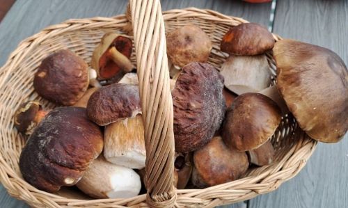 Korb mit schönsten dunkelhütigen Steinpilzen und einem Netzstieligen Hexenröhrling; Foto Helga 3.10.25 Korb mit schönsten dunkelhütigen Steinpilzen und einem Netzstieligen Hexenröhrling; Foto Helga 3.10.25