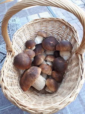 Steinpilzkorb_Helga_30.9.22 Steinpilzkorb_Helga_30.9.22