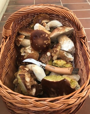Steinpilzkorb Ines 4.10.22 Steinpilzkorb Ines 4.10.22