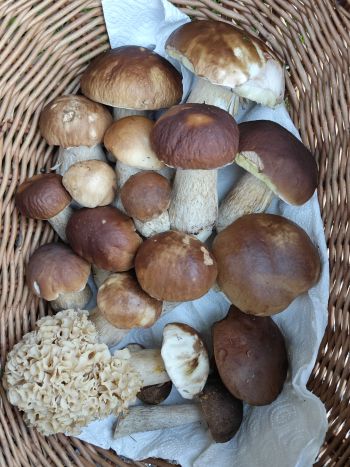 Herrliche Steinpilze im Korb; Foto Roland 1.10.25 Herrliche Steinpilze im Korb; Foto Roland 1.10.25