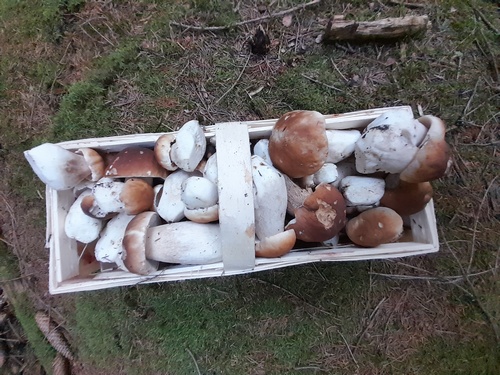 Scuttles voller Steinpilzkorb; 12.8.23  Scuttles voller Steinpilzkorb; 12.8.23