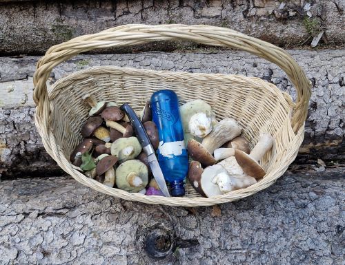 Korb mit Maronen, Steinpilzen, Taschenmesser und Trinkflasche; Foto Stephan 18.10.25 Korb mit Maronen, Steinpilzen, Taschenmesser und Trinkflasche; Foto Stephan 18.10.25