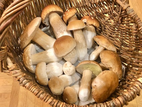 Steinpilzkorb Thomas 12.10.22 Steinpilzkorb Thomas 12.10.22