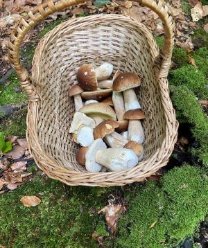 Korb mit herrlichen Steinpilzen; Foto Tobias 13.10.25 Korb mit herrlichen Steinpilzen; Foto Tobias 13.10.25