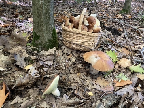 Steinpilzkorb voll Patrick 10.10.22 Steinpilzkorb voll Patrick 10.10.22