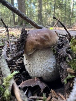 Steinpilz mit markanter Netzzeichnung; Foto Heiko 5.9.26