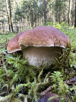 Knorriger Steinpilz mit sagenhaft deutlichem Netz; Foto Heiko 5.9.26