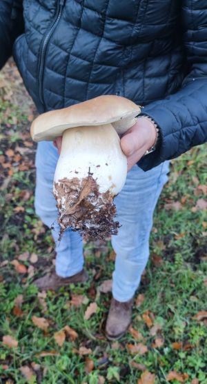 Steinpilzoschi; Foto Matthias 19.10.25 Steinpilzoschi; Foto Matthias 19.10.25