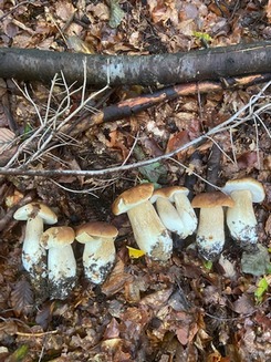 Steinpilzstrecke Tobias 4.10.22