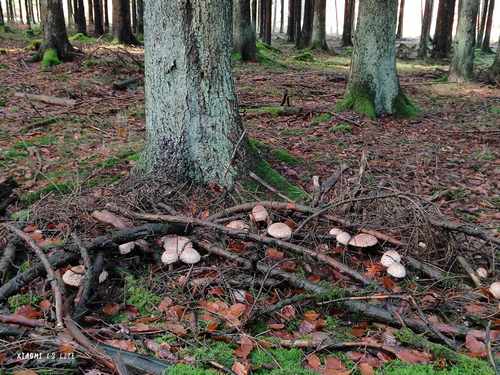 Ausschnsitt vom Hexenring von Safranschirmlingen; Foto Jürgen 19.11.23 Ausschnsitt vom Hexenring von Safranschirmlingen; Foto Jürgen 19.11.23