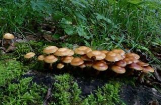 Stockschwämmchen; Foto Sepp 8.9.25