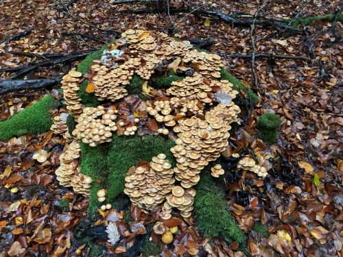 Riesenhort von Stockschwämmchen; 