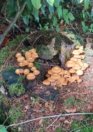 Schöne Stockschwämmchen; Foto Martin 25.5.24