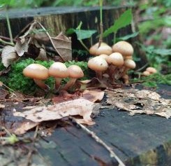 Stockschwämmchen; Foto Martin 29.5.25