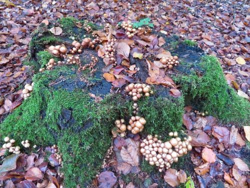 Stockschwämmchen; Foto Michael 21.10.26 Stockschwämmchen; Foto Michael 21.10.26