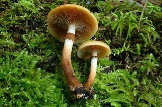 Stockschwämmchen, Nahansicht; Foto Sepp 8.9.25
