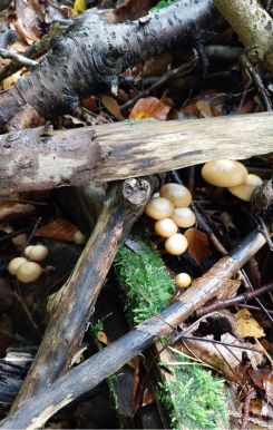 Stockschwämmchen; Foto Martin 25.10.26