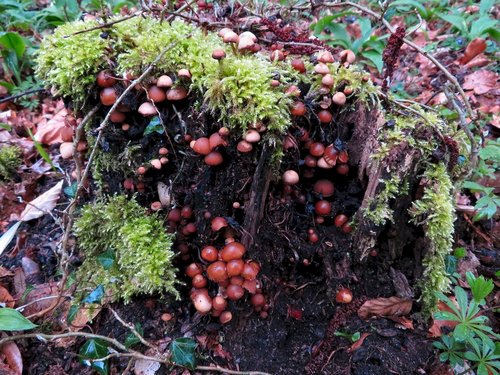 Junge Stockschwämmchen; Foto Michael 23.3.24 Junge Stockschwämmchen; Foto Michael 23.3.24