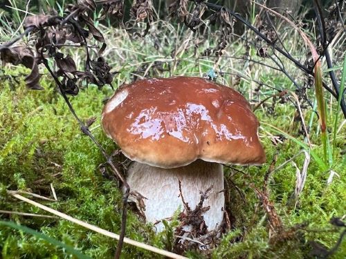 Ein strammer Fichtensteinpilz; Foto Heiko 11.9.25