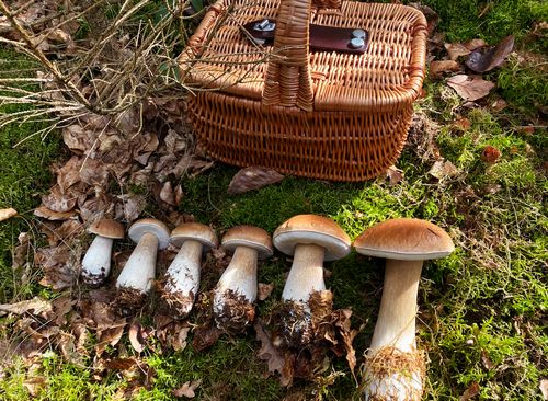 Strecke Steinpilze; Foto Stefan 4.10.25 Strecke Steinpilze; Foto Stefan 4.10.25