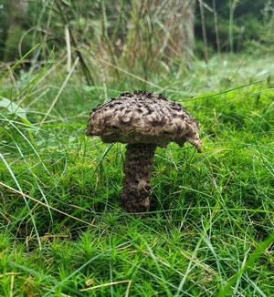 Ein Strubbelkopfroehrling; Foto Jörn 8.10.23 Ein Strubbelkopfroehrling; Foto Jörn 8.10.23