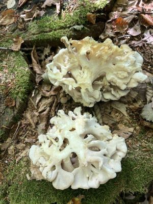 Zwei Strünke vom Klapperschwamm; Foto Heiko 7.10.26 Zwei Strünke vom Klapperschwamm; Foto Heiko 7.10.26