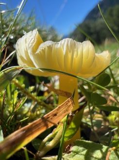 Stumpfer oder Gelber Saftling; Foto Heiko 6.9.25