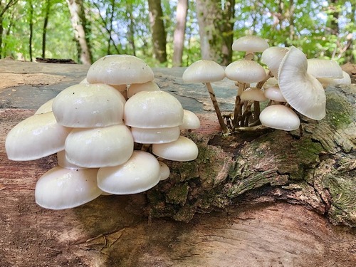 Buchenschleimrüblinge Thomasm 12.10.22 Buchenschleimrüblinge Thomasm 12.10.22