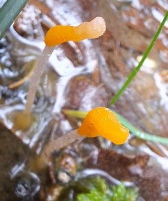 Zwei seltene Sumpfhaubenpilze; Foto Michael S. 28.4.24