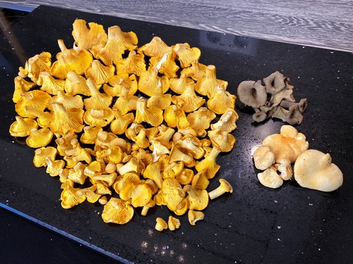 Tagesfund Stefan; Foto Stefan 11.10.23 Tagesfund Stefan; Foto Stefan 11.10.23